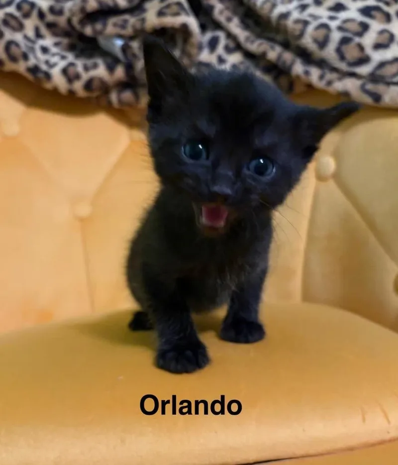 Orlando thumbnail 5