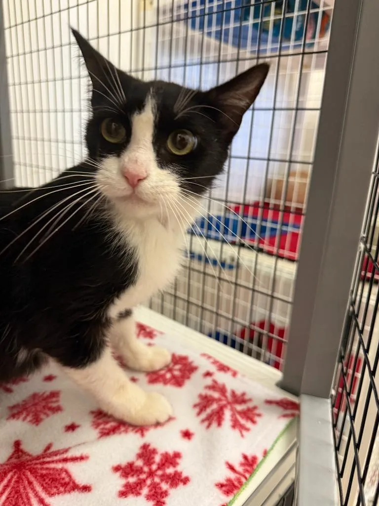 A young medium-sized female Domestic Short Hair cat named Tory for adoption in Brookings, OR
