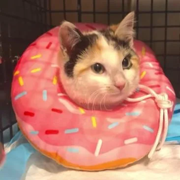 A baby small-sized female Calico Domestic Short Hair cat named Citrus for adoption in Manheim, PA
