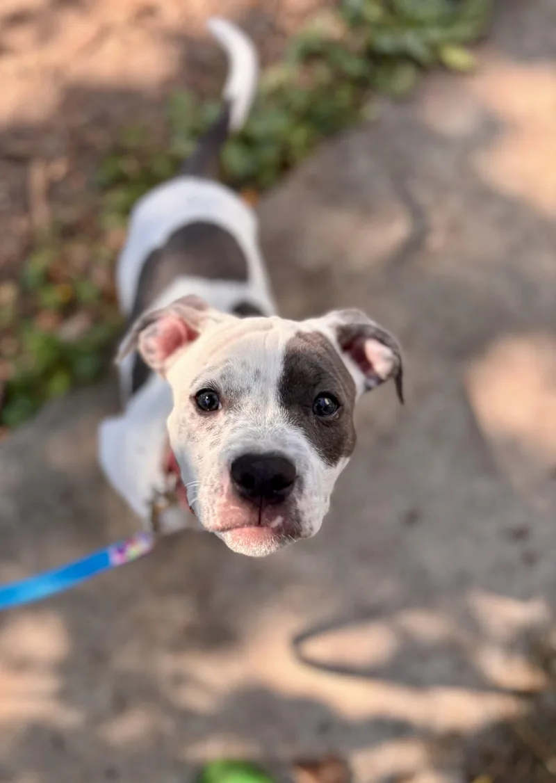 A baby medium-sized female Pit Bull Terrier dog named Courtney DEAF for adoption in Saint Paul, MN
