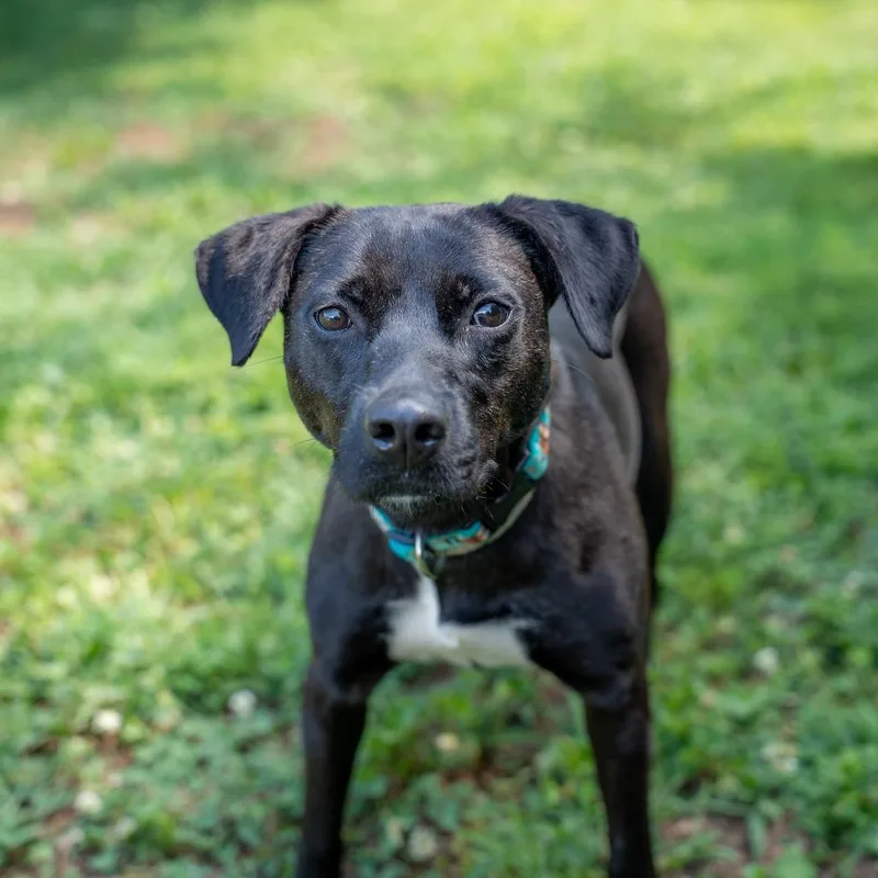 An adult medium-sized male Mixed Breed dog named Luke for adoption in Gainesville, GA