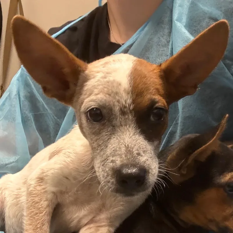 A baby small-sized male White / Cream Australian Cattle Dog / Blue Heeler dog named Gherkin for adoption in Yuma, AZ
