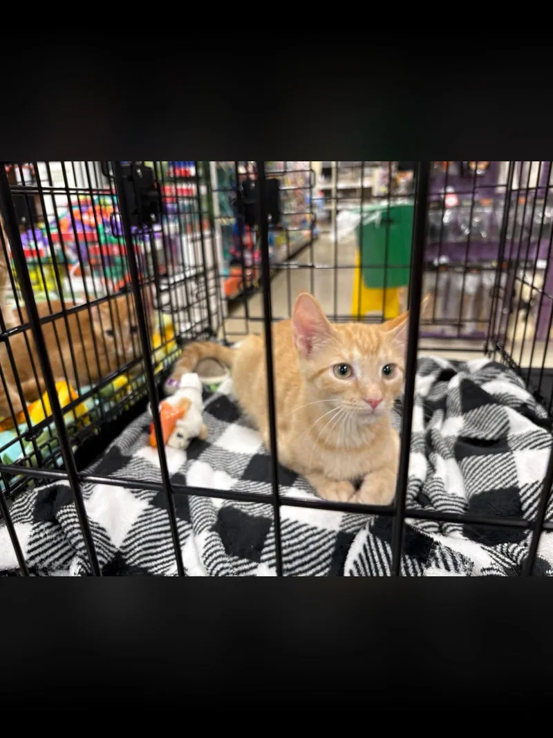 A baby medium-sized male Orange / Red Domestic Short Hair cat named Ron for adoption in Northfield, OH