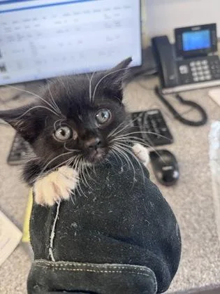 A baby medium-sized female Domestic Short Hair cat named Lottie for adoption in West Chester, PA