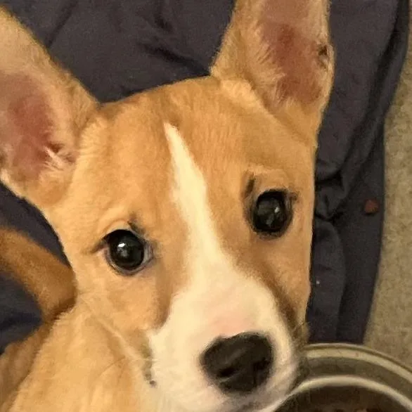A baby small-sized female Yellow / Tan / Blond / Fawn Husky dog named Gold for adoption in Baltimore, MD