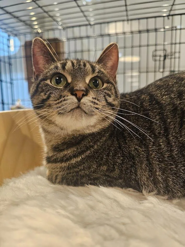 Hazelnut thumbnail 2