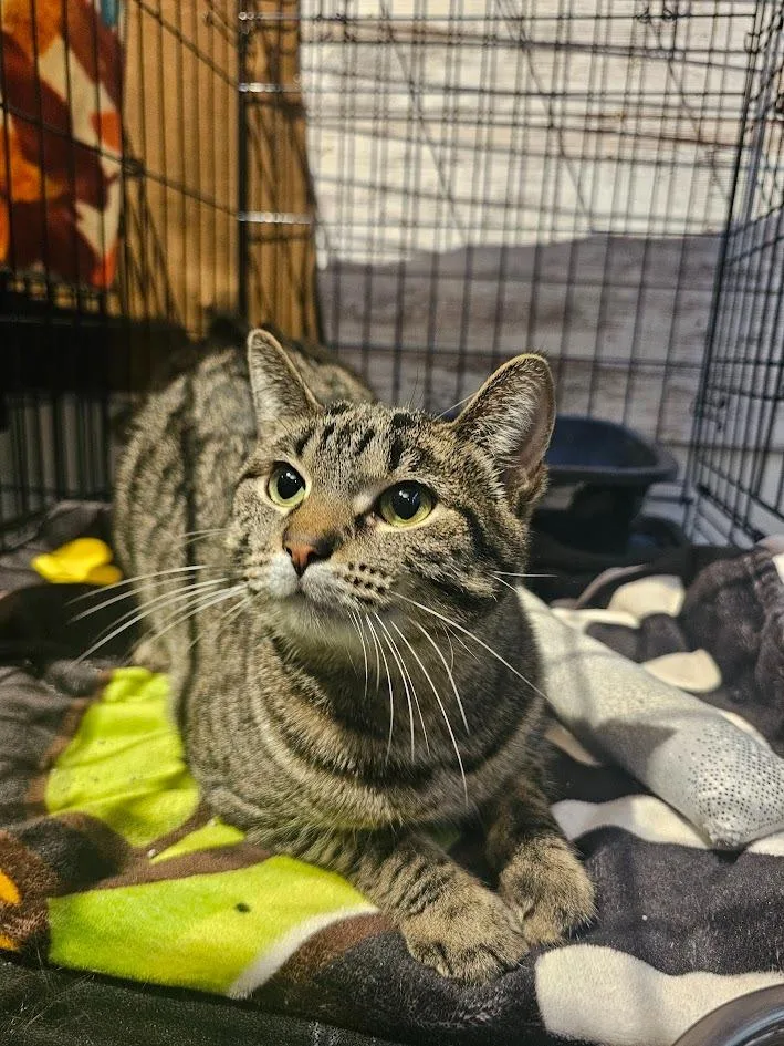 Hazelnut thumbnail 3