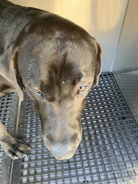 A young large-sized male Mixed Breed dog named Oso for adoption in Dallas, TX