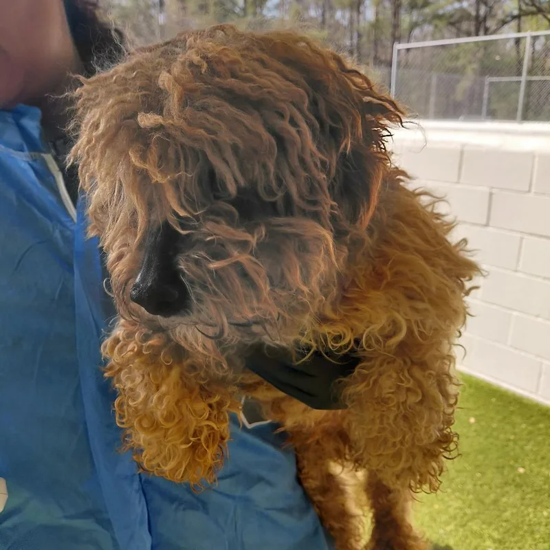 An adult small-sized male Red / Chestnut / Orange Miniature Poodle dog named Leon for adoption in LOXAHATCHEE, FL
