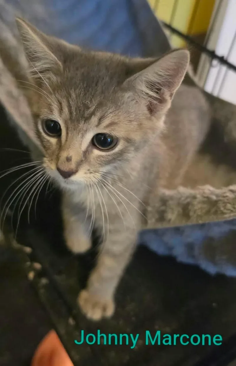 A baby medium-sized male Tabby (Gray / Blue / Silver) Domestic Short Hair cat named John Marcone for adoption in Logan, UT