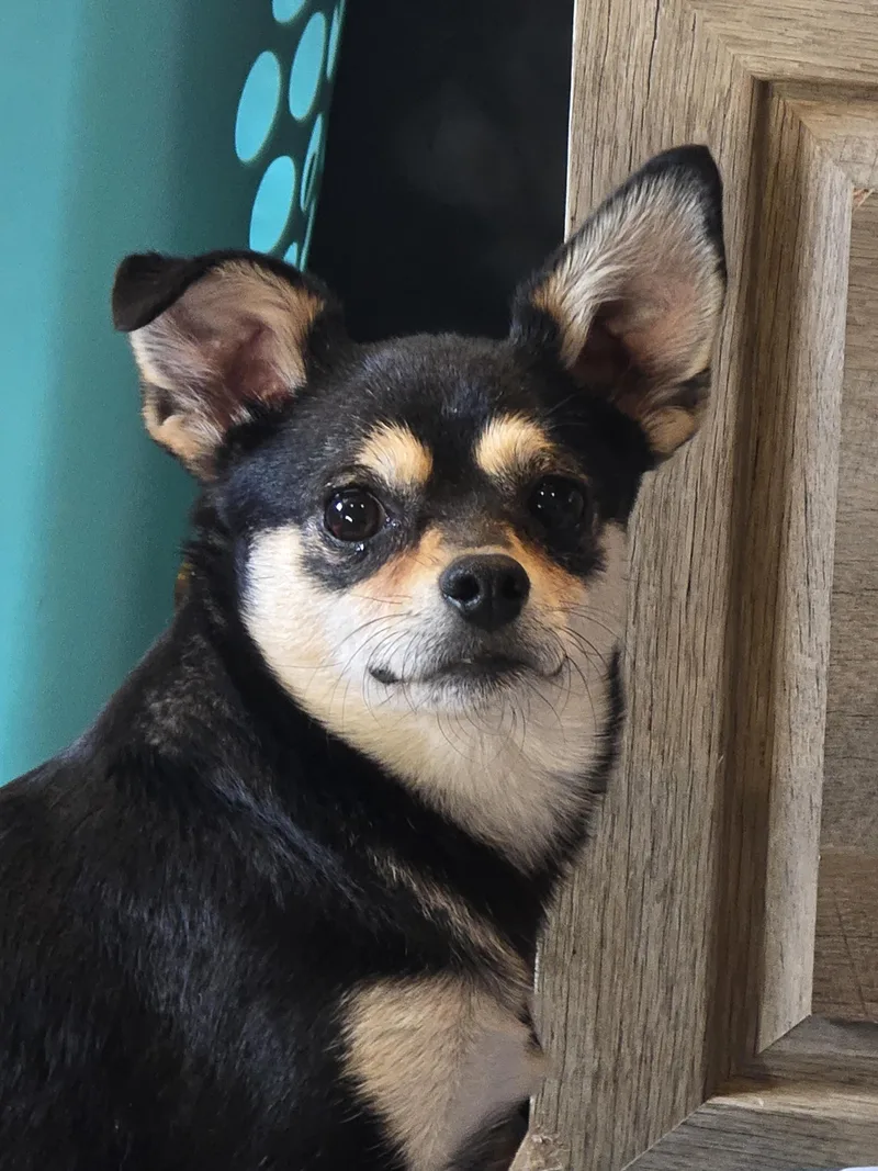 An adult small-sized female Bicolor Chihuahua dog named Allie for adoption in Ross, OH
