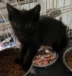 A baby medium-sized female Black Domestic Short Hair cat named Hayley for adoption in Heathsville, VA
