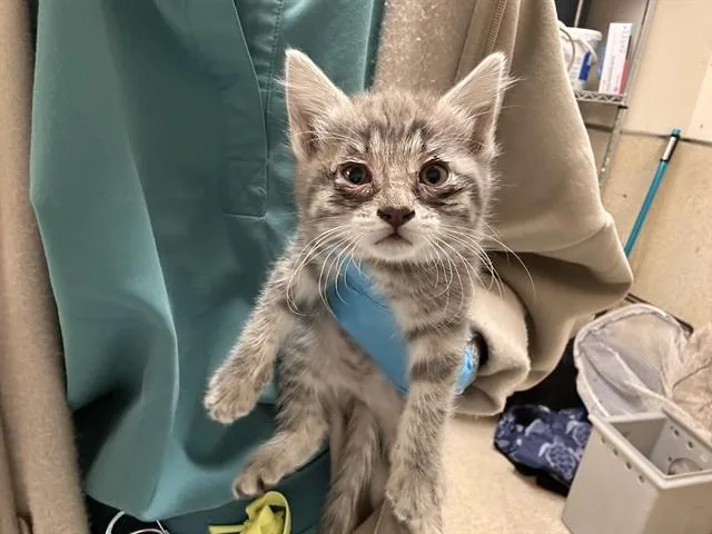 A baby small-sized female Domestic Short Hair cat named Ellie for adoption in Riverside, CA