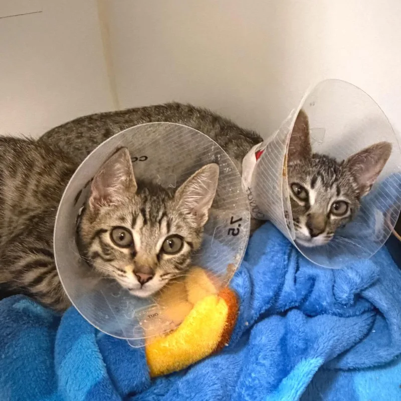 A baby small-sized male Brown / Chocolate Domestic Short Hair cat named Hobbes for adoption in Woodinville, WA