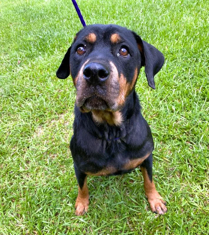 An adult large-sized female Black Rottweiler dog named Sadie for adoption in Monroe, GA