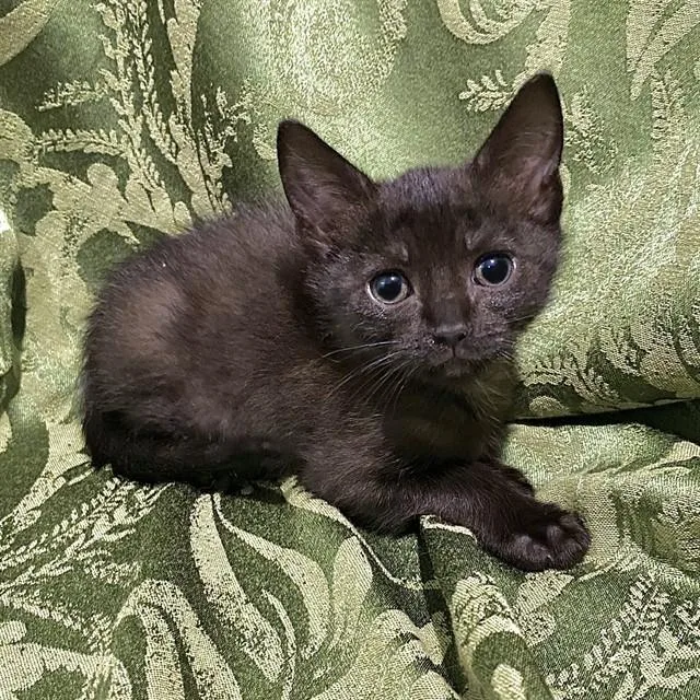 A baby small-sized female Siamese cat named A for adoption in San Bernardino, CA