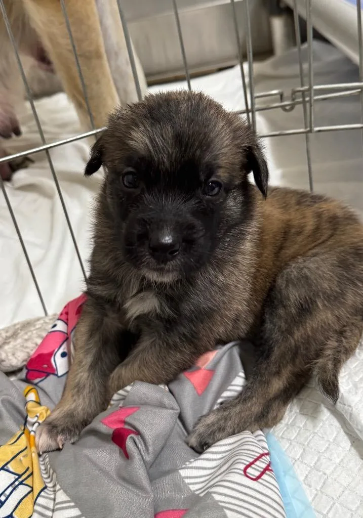A baby large-sized female Shepherd dog named Dandy for adoption in Carthage, MO