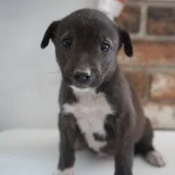 A baby small-sized female Black Mixed Breed dog named Toast for adoption in Bellingham, WA