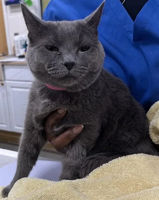 An adult medium-sized female Domestic Short Hair cat named Stella for adoption in Upper Marlboro, MD