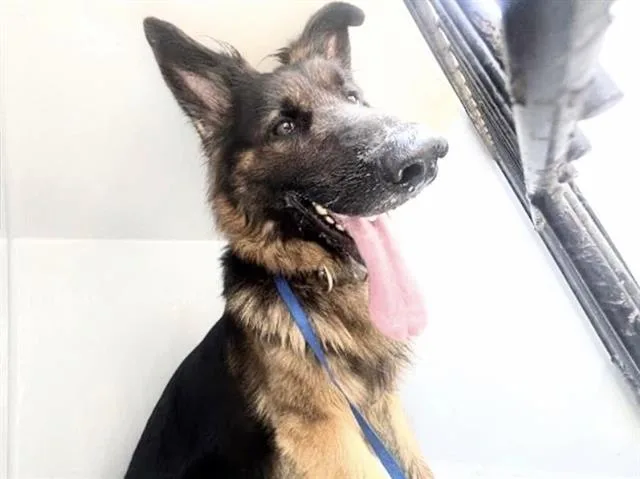 An adult large-sized female German Shepherd Dog dog named A for adoption in Houston, TX
