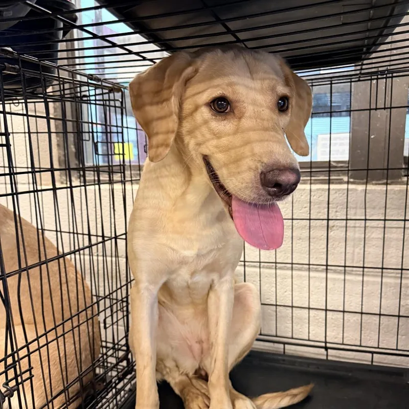 A senior medium-sized female Yellow / Tan / Blond / Fawn Labrador Retriever dog named Clara Belle for adoption in Ardmore, OK