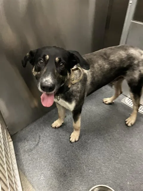 An adult large-sized male Mixed Breed dog named Gus for adoption in Dallas, TX