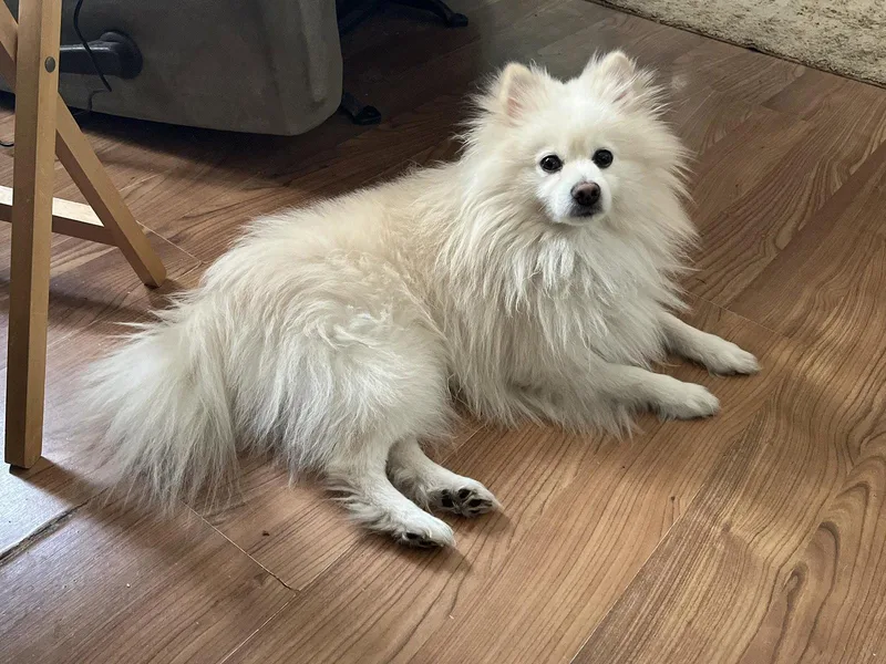 A young small-sized male Pomeranian dog named Aspen for adoption in Cincinnati, OH