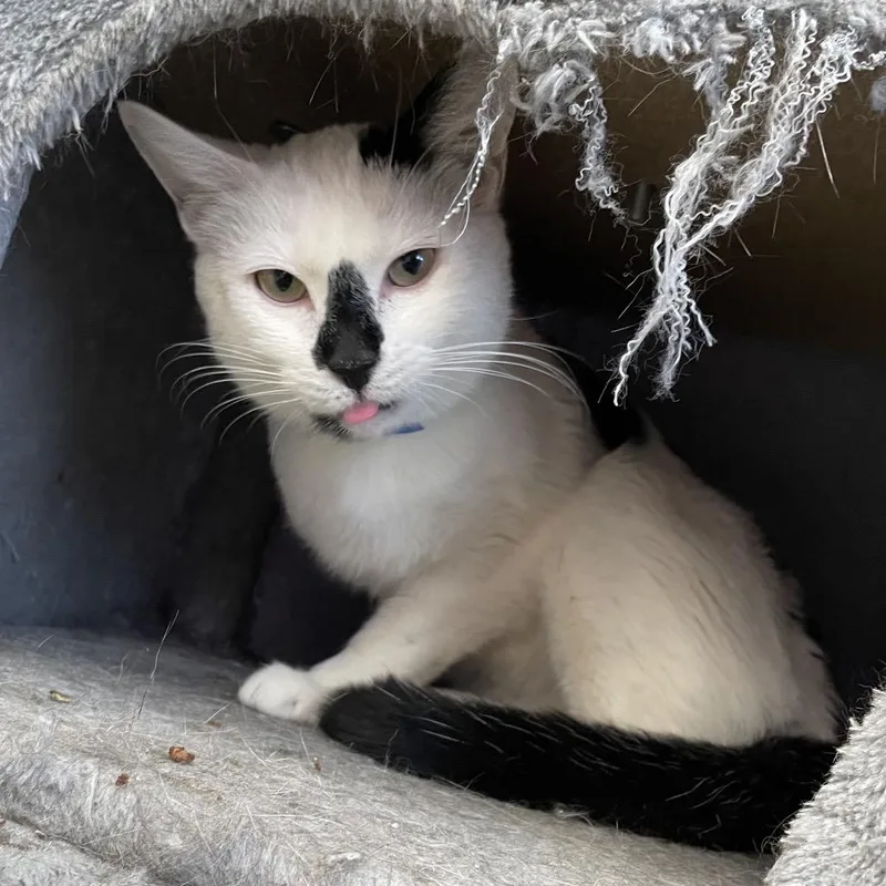 A young medium-sized male White Domestic Short Hair cat named Oreo for adoption in Hamburg, NY