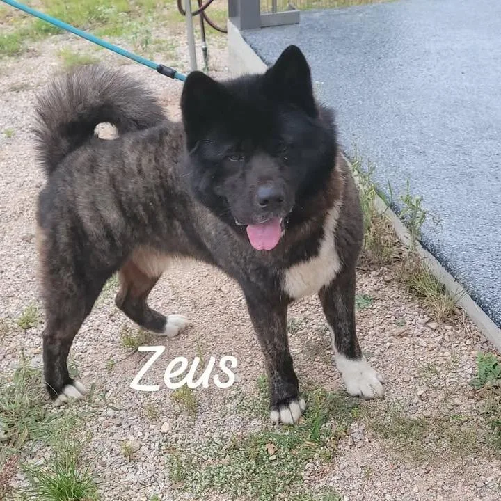 Zeus