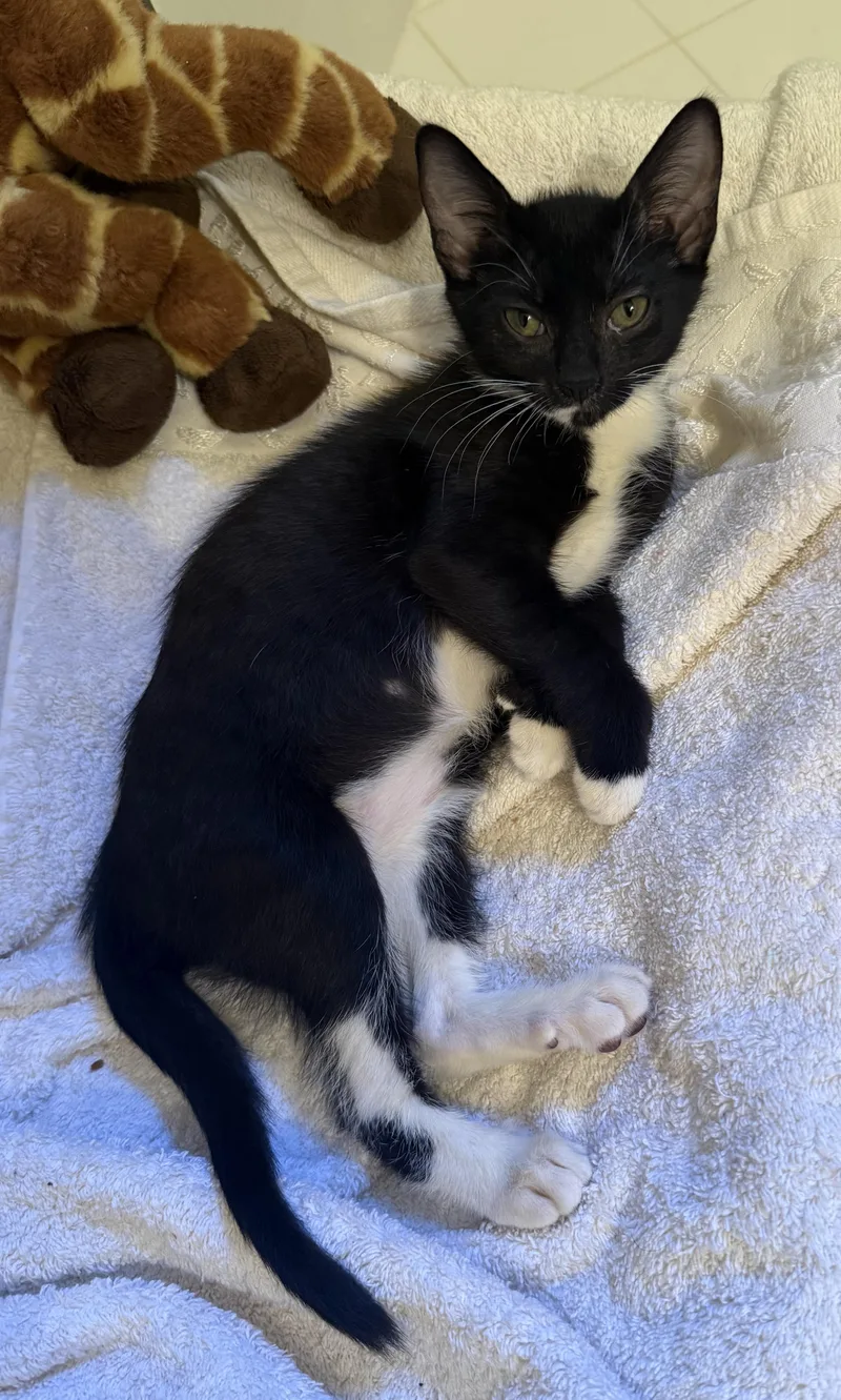 A baby medium-sized female Black & White / Tuxedo Domestic Short Hair cat named Salt & Pepper for adoption in Sherman Oaks, CA