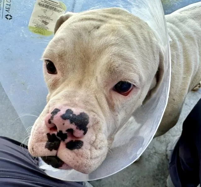 An adult large-sized male Boxer dog named Amadeus Aka Walter for adoption in Tucson, AZ