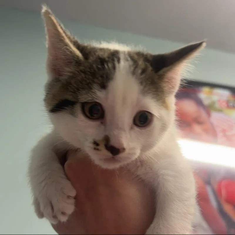 A baby small-sized male White Domestic Short Hair cat named Monstera for adoption in Edwardsville, IL