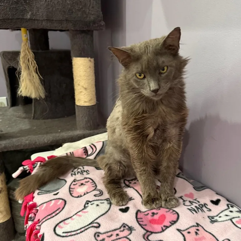 A young medium-sized male Gray / Blue / Silver Domestic Medium Hair cat named Sylvester for adoption in Gibsonia, PA