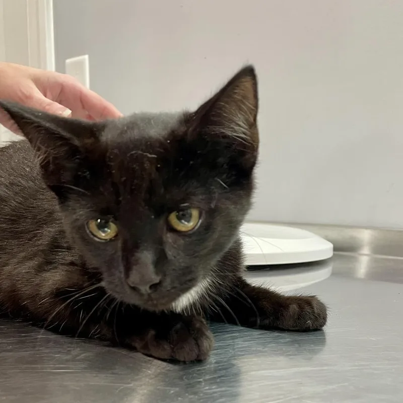 A baby medium-sized male Domestic Short Hair cat named Dipper for adoption in Fairmont, WV