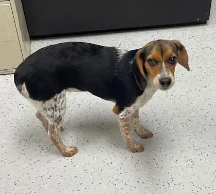 A baby medium-sized female Hound dog named Bree for adoption in Batavia, OH