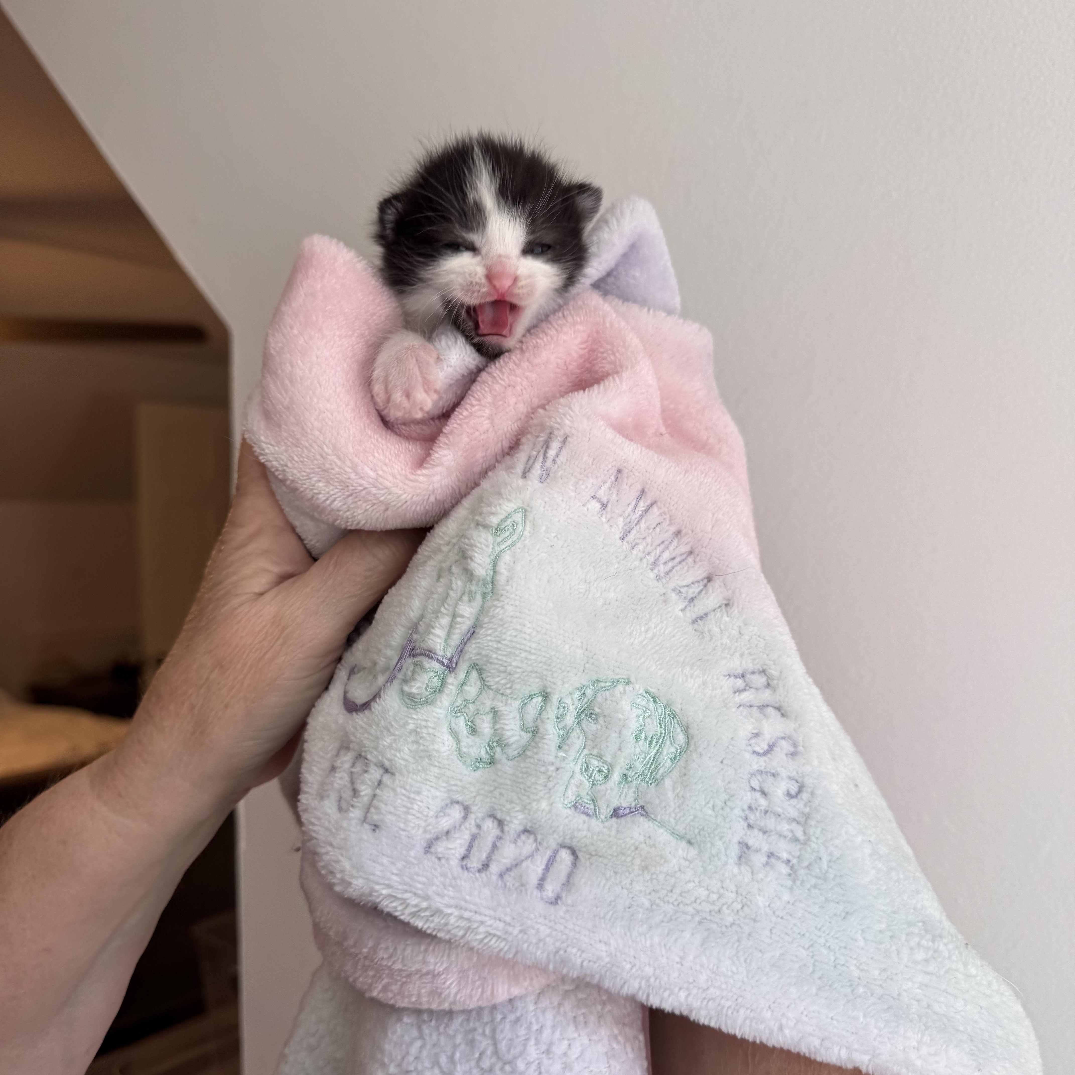 A baby medium-sized male Black & White / Tuxedo Domestic Short Hair cat named Eeny for adoption in Greensboro, NC