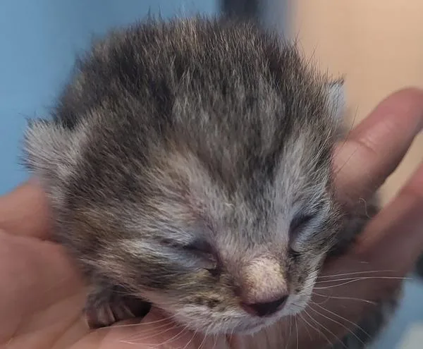 A baby small-sized female Domestic Short Hair cat named Fm for adoption in Lawrenceville, GA
