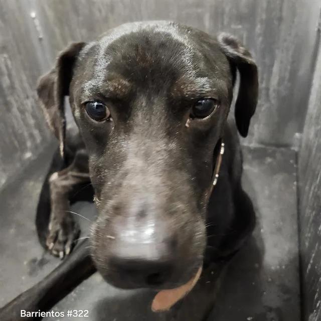 An adult medium-sized male Labrador Retriever dog named Midnight for adoption in San Antonio, TX