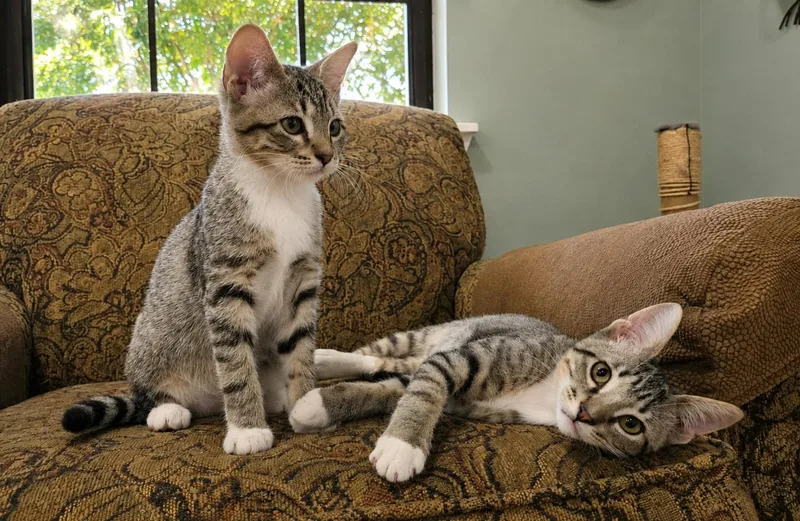 Joey & Molly thumbnail 2
