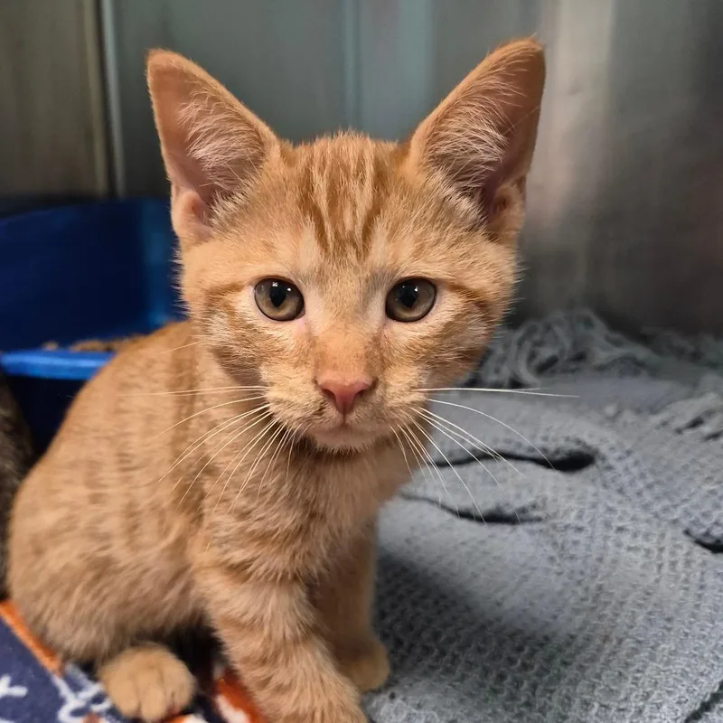 A baby small-sized male Domestic Short Hair cat named Ferdinand for adoption in Oak Ridge, TN