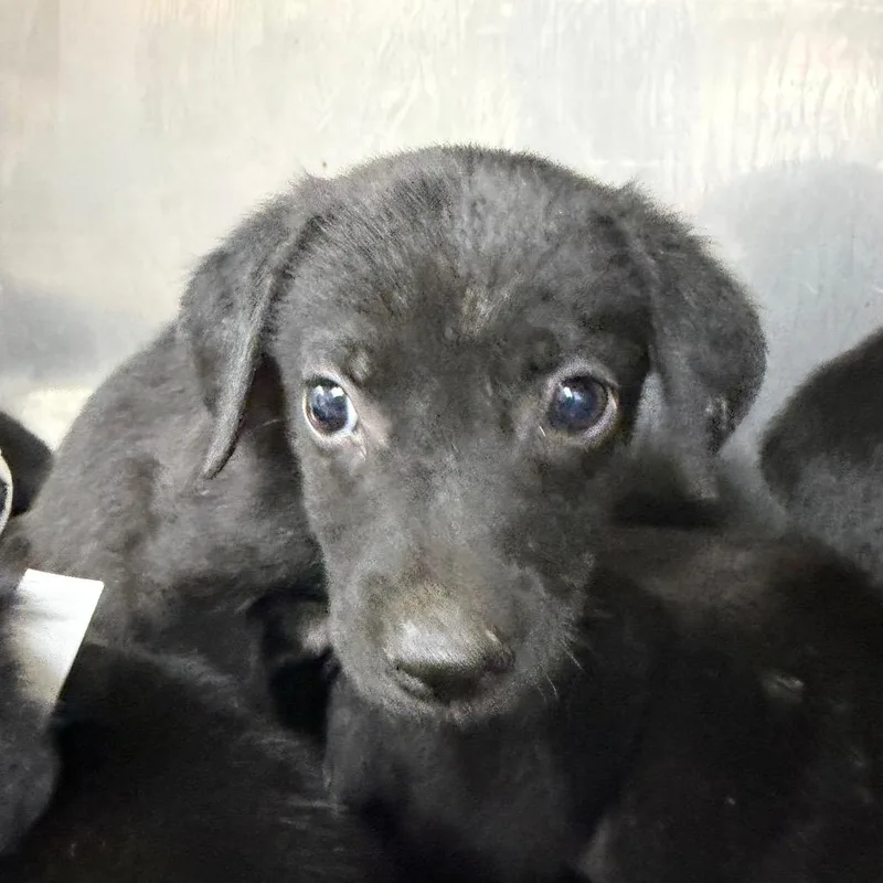 A baby small-sized male Black Labrador Retriever dog named Brad for adoption in Parrish, AL