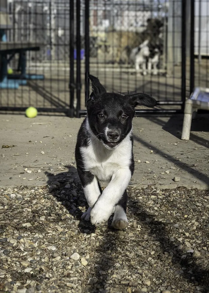 Braeburn thumbnail 3