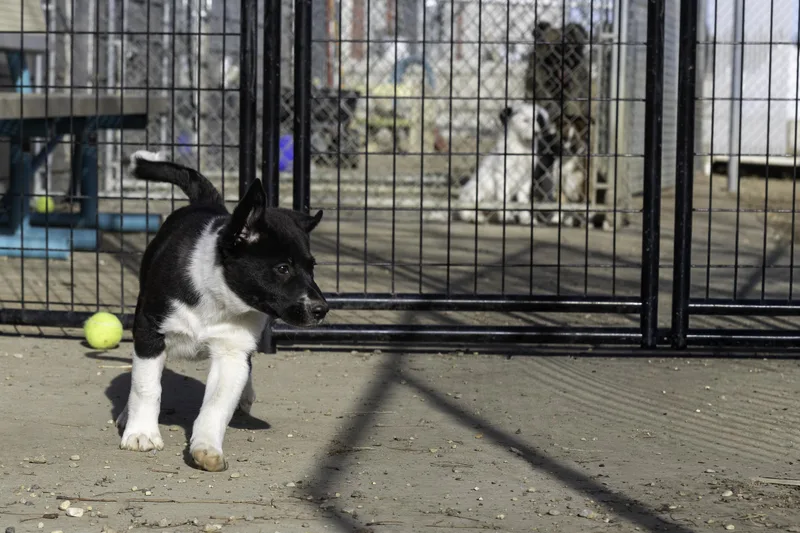 Braeburn thumbnail 4