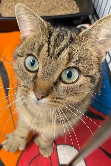 An adult medium-sized female Domestic Short Hair cat named Amie for adoption in Cumberland, ME