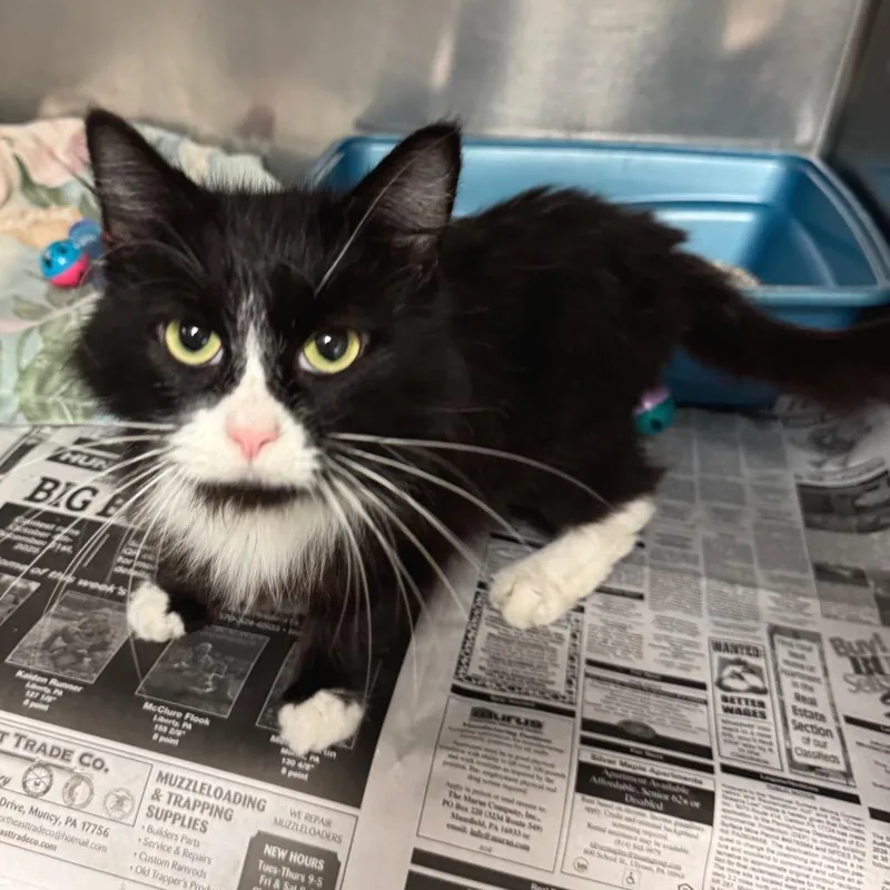 An adult small-sized female Black Domestic Long Hair cat named Zoey Cat for adoption in Kittanning, PA