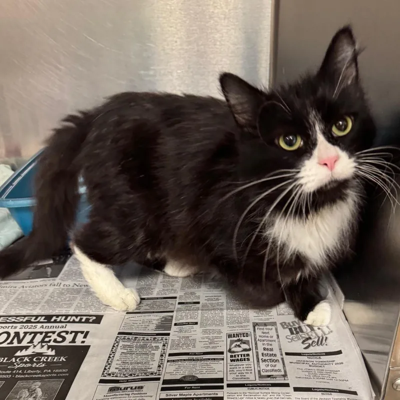 Zoey Cat thumbnail 4