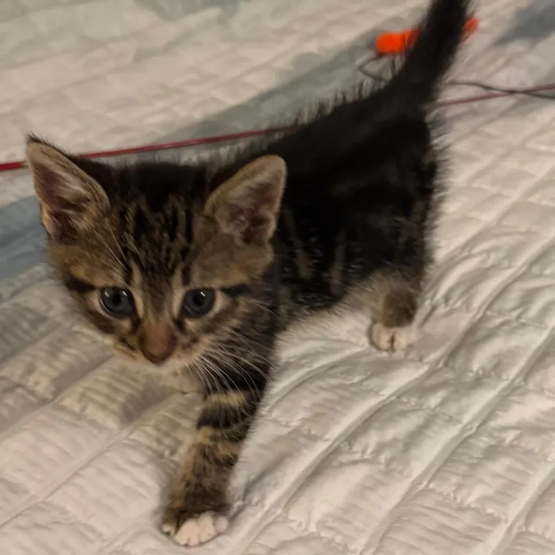 A baby small-sized male Brown / Chocolate Domestic Short Hair cat named Null for adoption in Frederick, MD