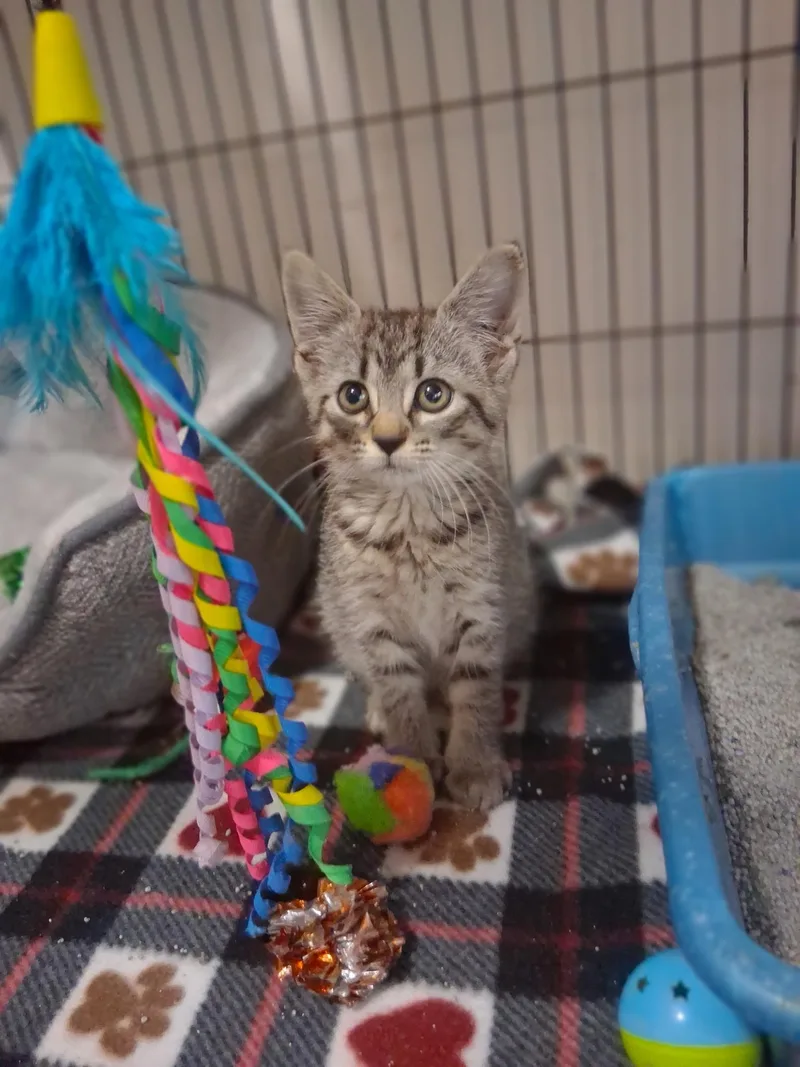 A baby small-sized female Domestic Medium Hair cat named Pokey for adoption in Lynchburg, TN