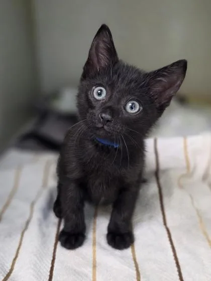 A baby small-sized male Domestic Short Hair cat named Blue Jolly Rancher for adoption in Westland, MI