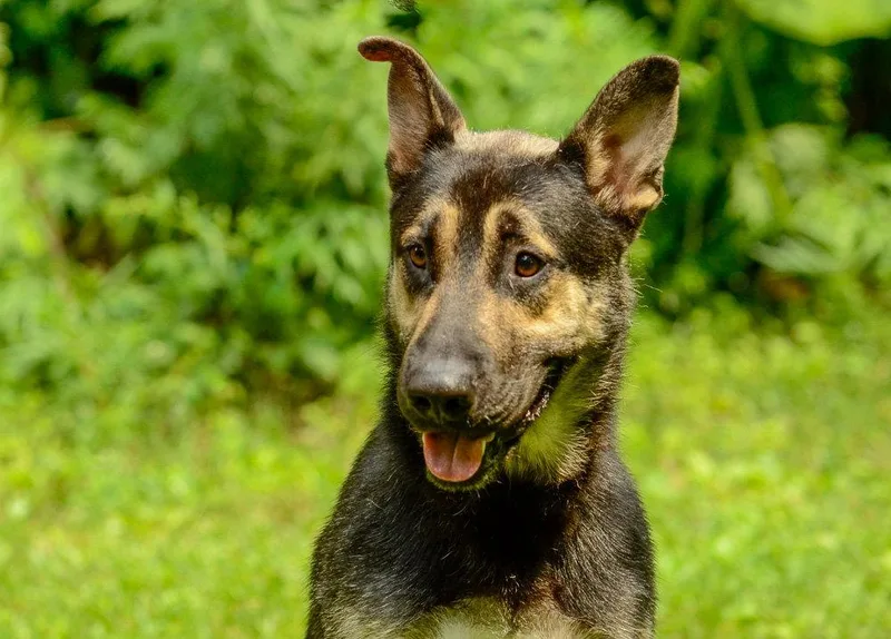 An adult large-sized male German Shepherd Dog dog named Mufasa for adoption in Brick, NJ